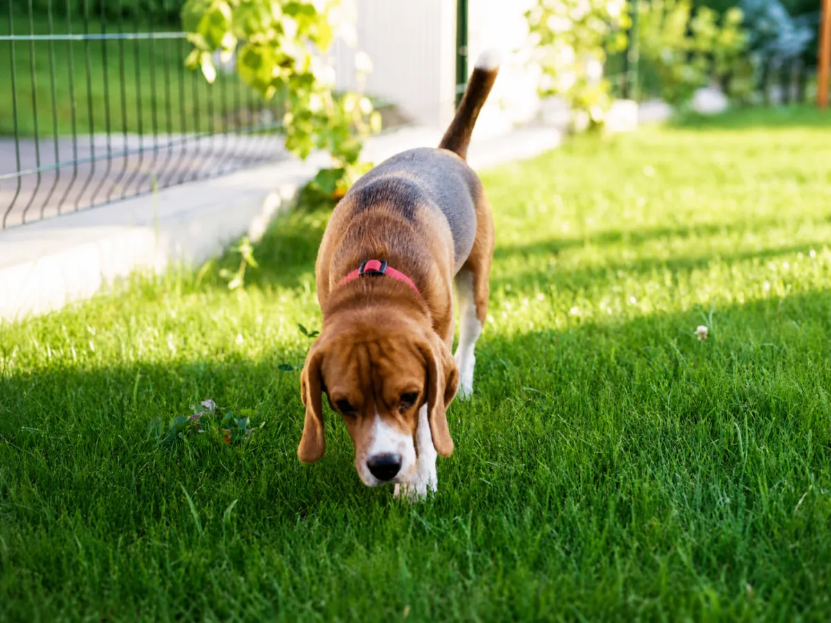 Puppy Socialization Window: What You Can't Afford to Miss