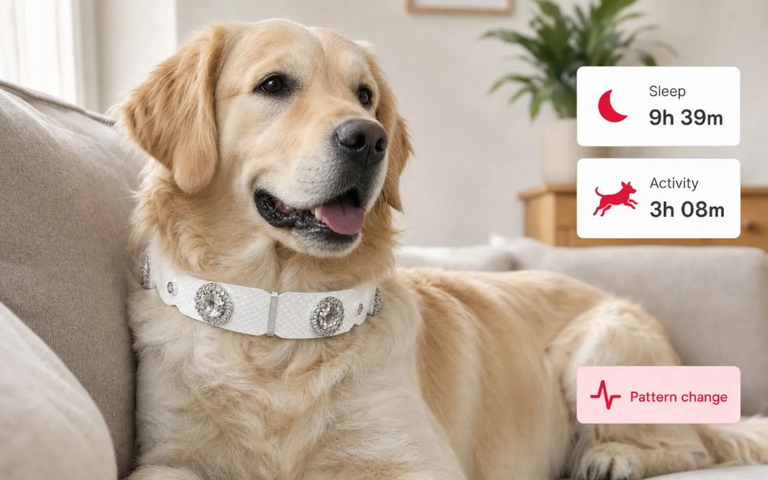Dog wearing a white PaaaWOW gemstone collar resting at home with sleep and activity insights