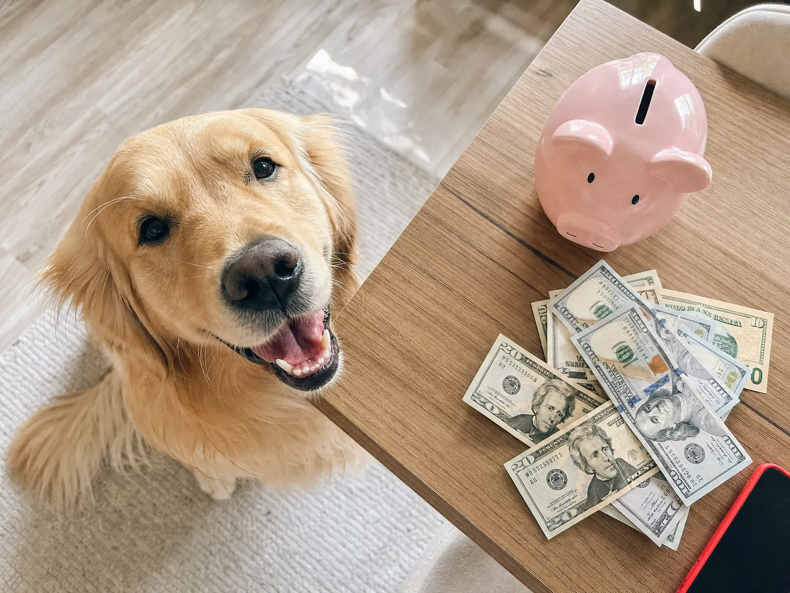 Avoid Overpaying: Understanding PaaaWOW Dog Training Fees