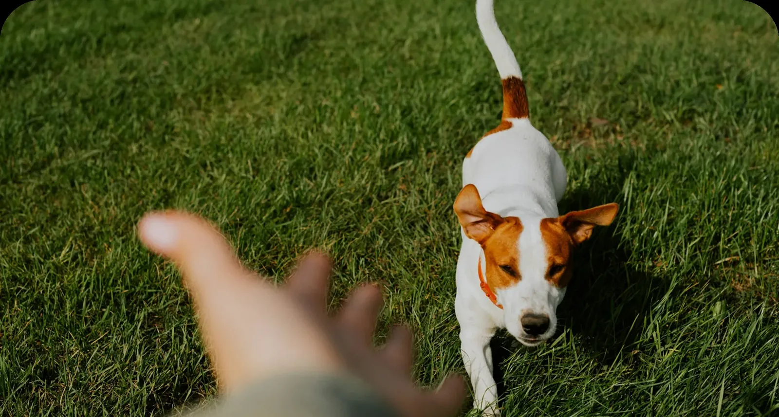 Why timing matters more than commands in dog training