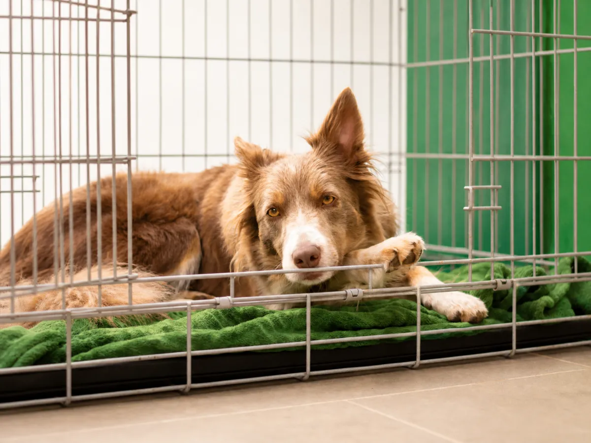 Crate Training vs. Free Roaming: Stress Signals to Watch For
