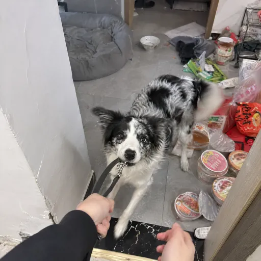 Cola, a Blue Merle Border Collie at home