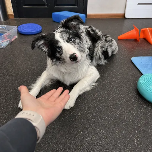A person training a calm dog