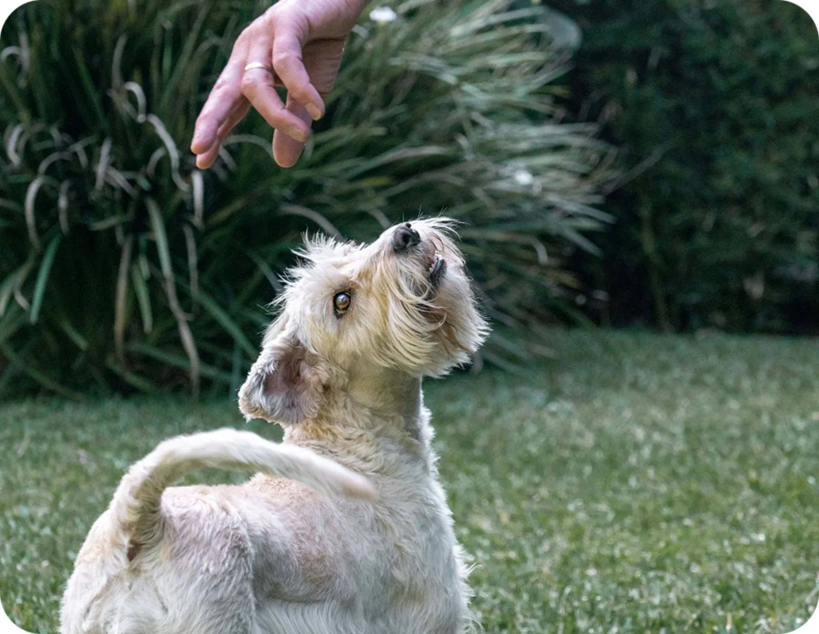 Dog focused during training session