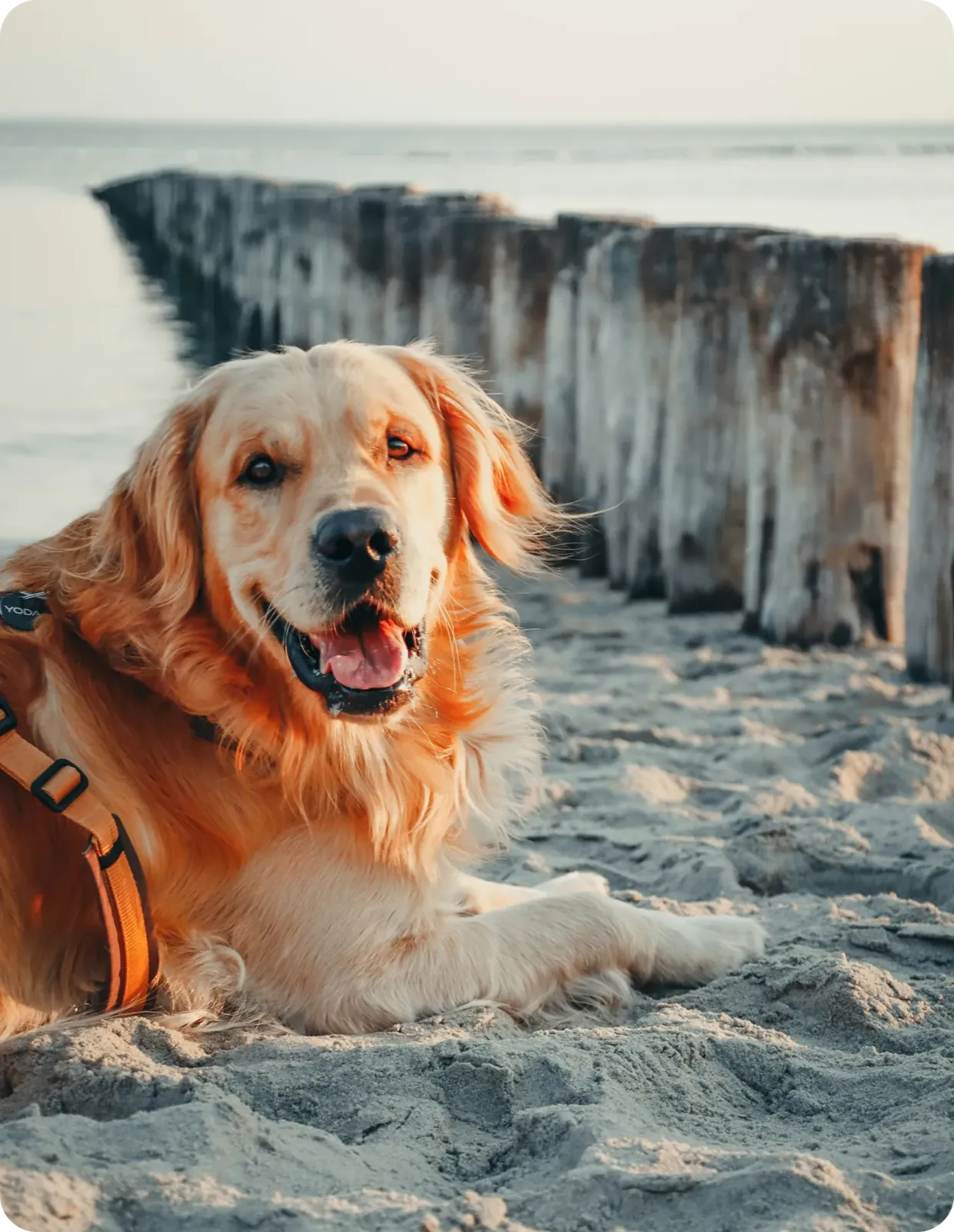 Plans built around your dog — and your life.