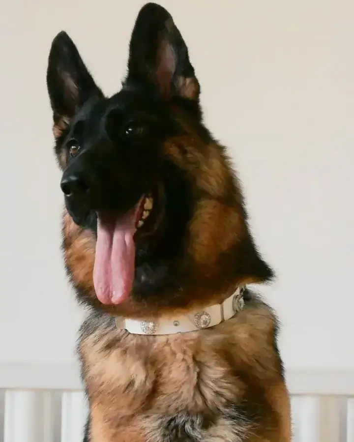 PaaaWOW Collar thumbnail 3