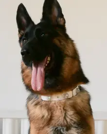 PaaaWOW Collar thumbnail 3