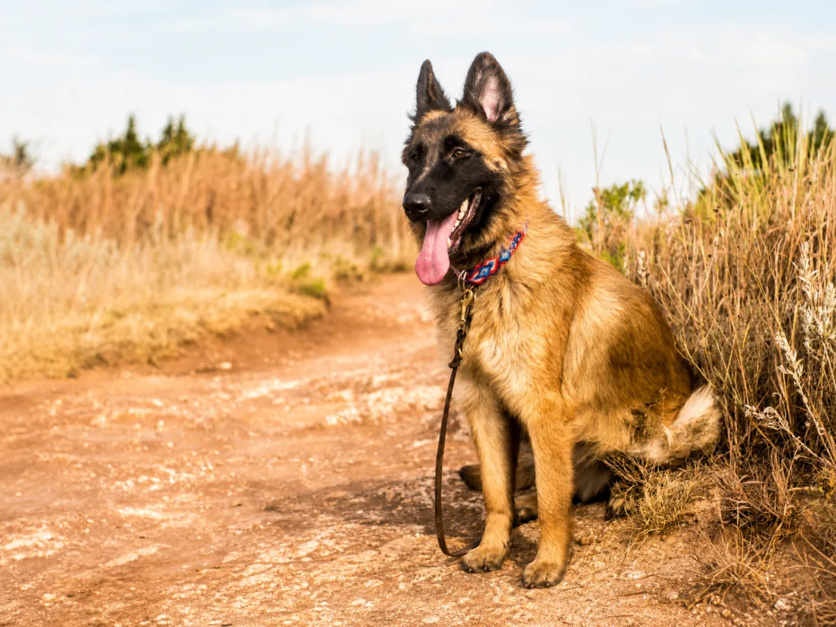 How to Train a Reactive Dog: Understanding Triggers