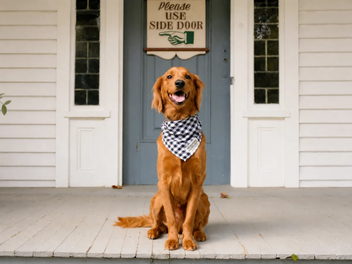 How to Stop Your Dog from Jumping on Guests