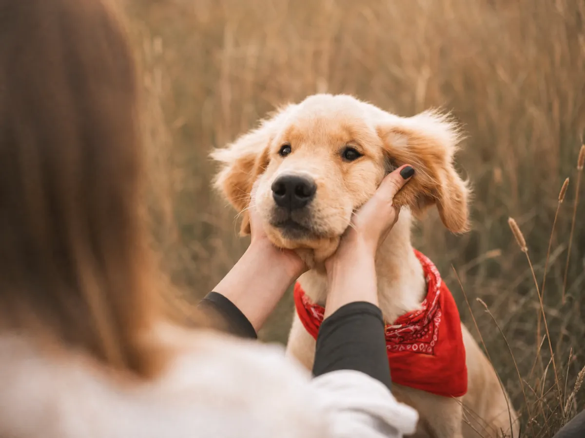 Dog Body Language: Complete Guide to Understanding Your Dog