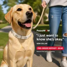 PaaaWOW Collar thumbnail 1