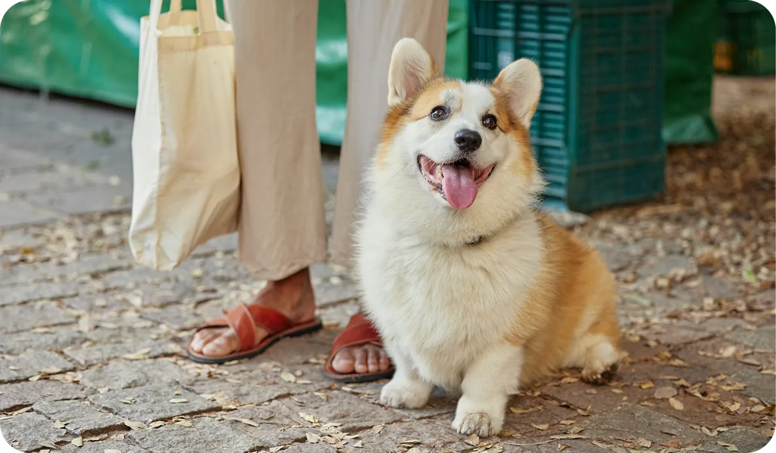 Happy dog with owner