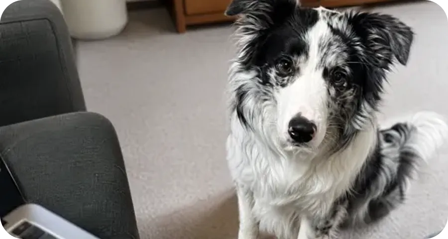 Border collie portrait