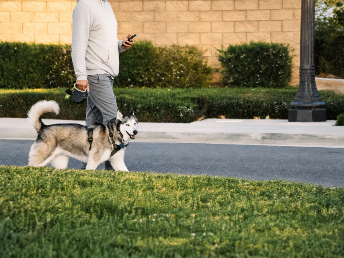 How to Stop Your Dog from Pulling on the Leash