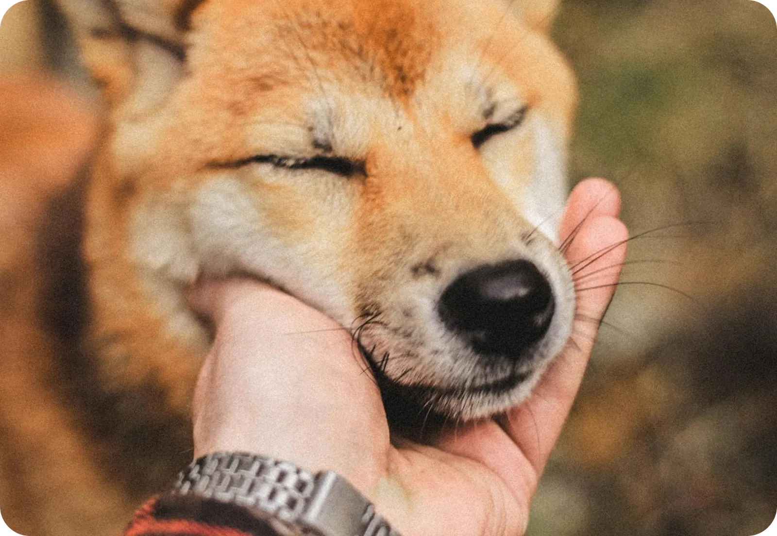 Attentive dog reading its owner during a training session