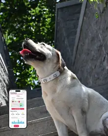 PaaaWOW Collar thumbnail 1