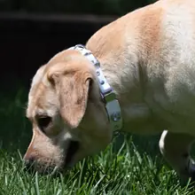 PaaaWOW Collar thumbnail 4