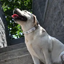 PaaaWOW Collar thumbnail 2