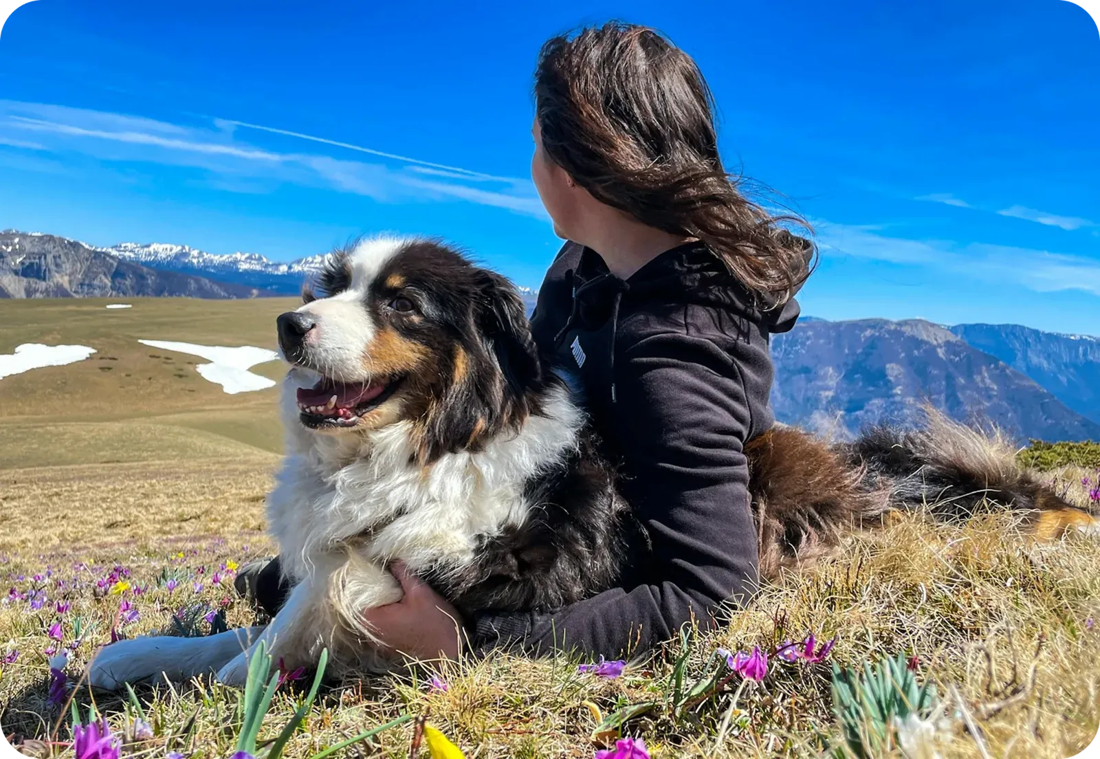 Person training their dog — hands and posture in focus