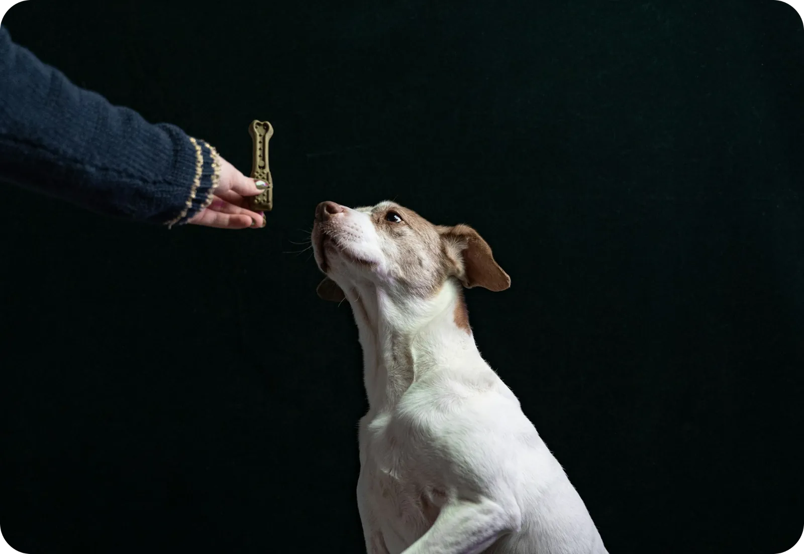 Dog training outdoors with environmental context