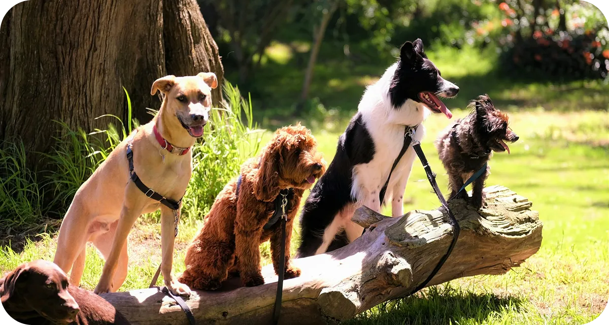 A group of different dogs together