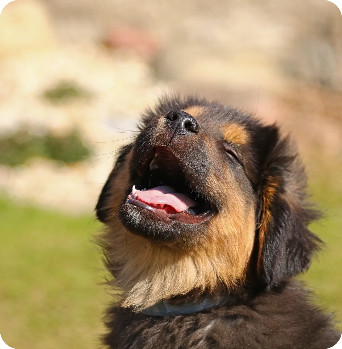Happy dog ready for training
